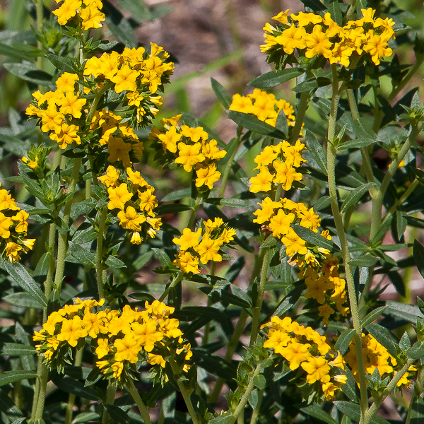 Heliotropium polyphyllum 7