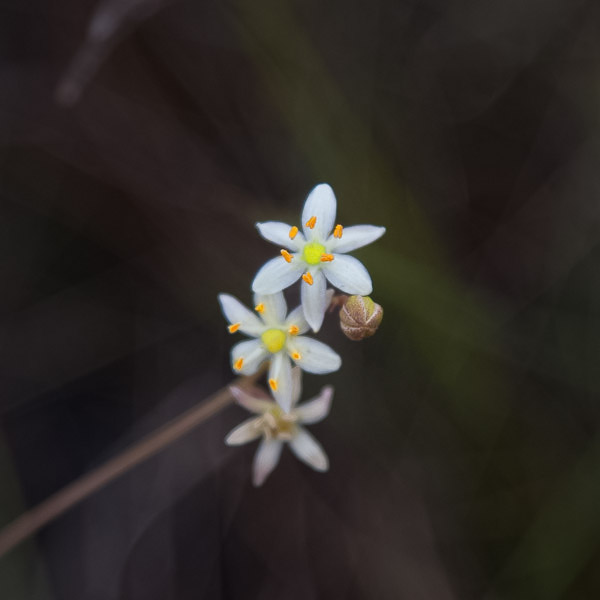 Schoenolirion albiflorum 2