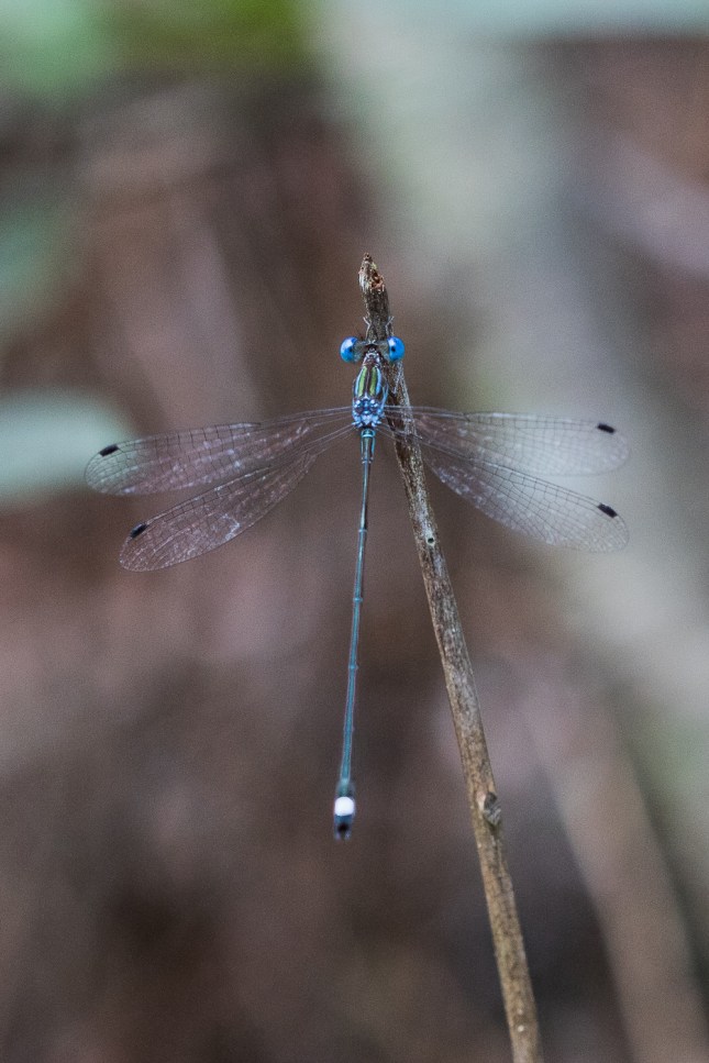 Spreadwing Damselfly
