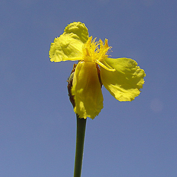 Xyris caroliniana 1