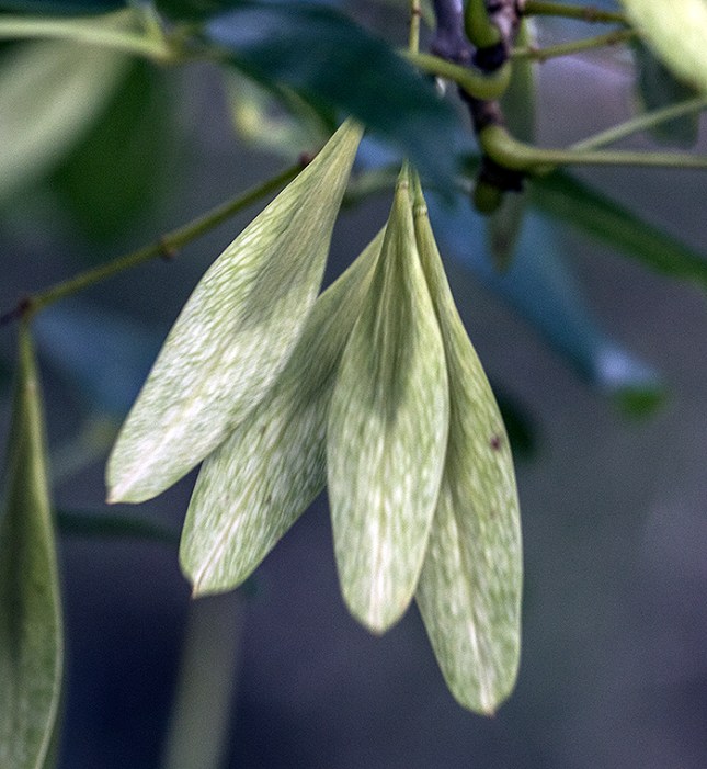 FRaxinus caeoiniana samaras