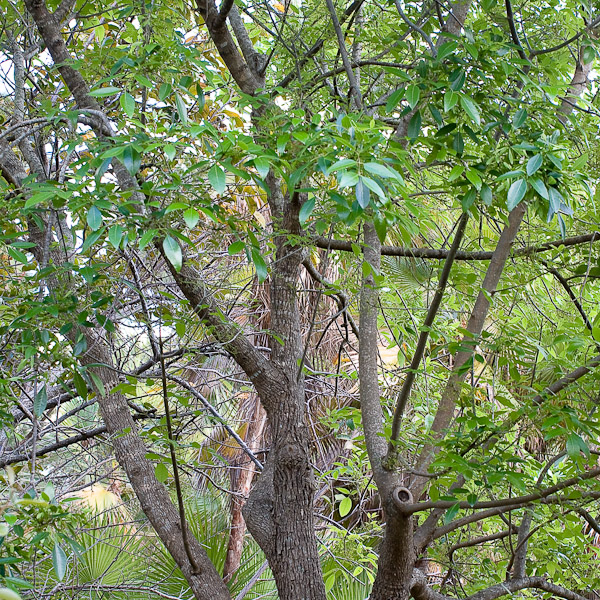 Fraxinus caroliniana 1