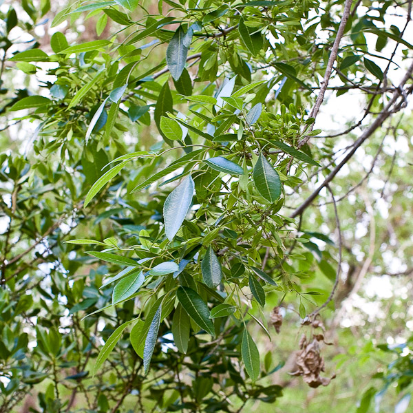 Fraxinus caroliniana 2