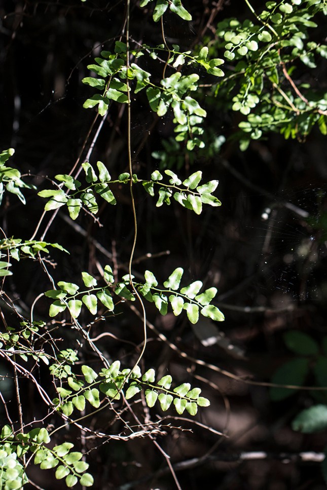 Lygodium frond segment