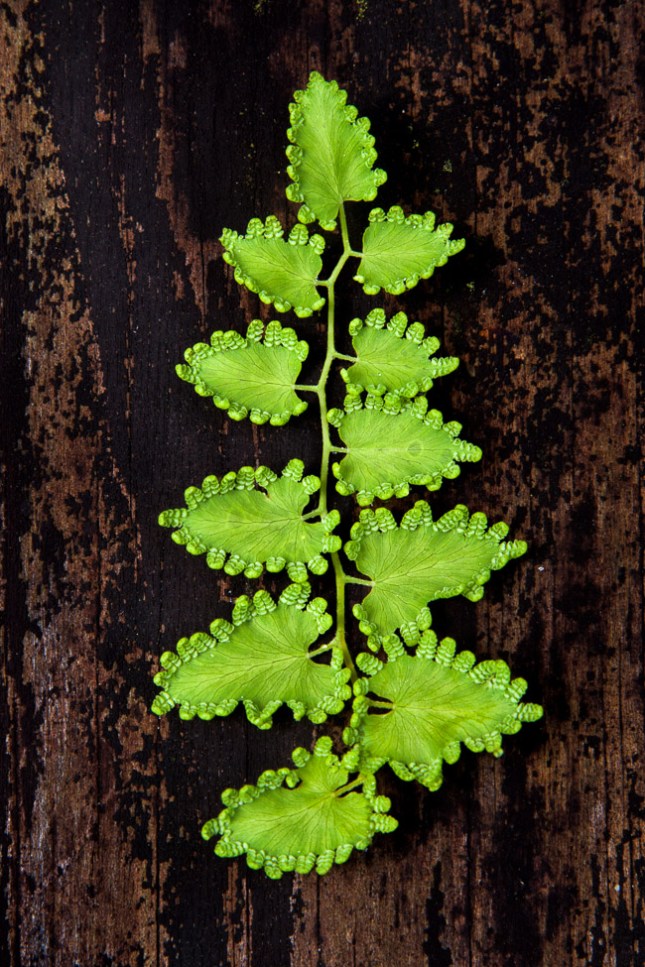 Lygodium microphyllum 5