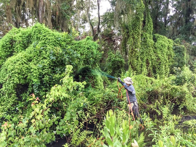 Lygodium microphyllum being sprayed by John Lampkin with permission