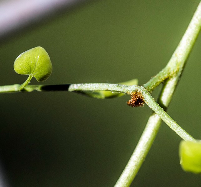 Lygodium microphyllum bud