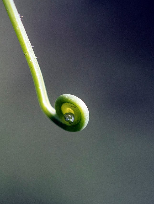 Lygodium microphyllum crozier