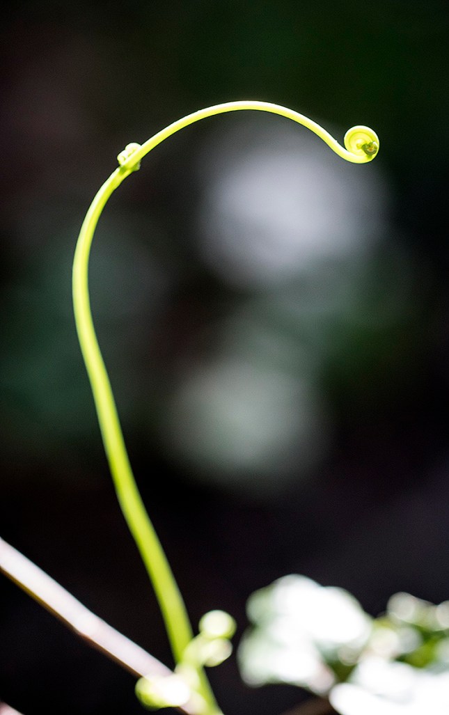 Lygodium microphyllum stem tip region
