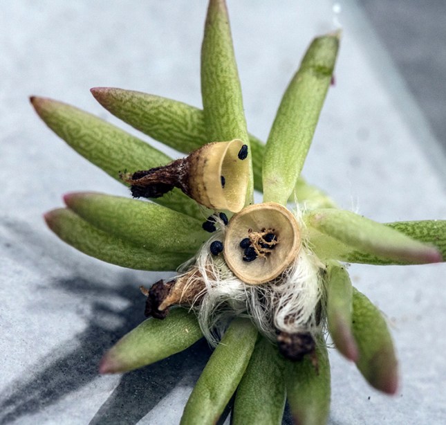 portulaca open cap