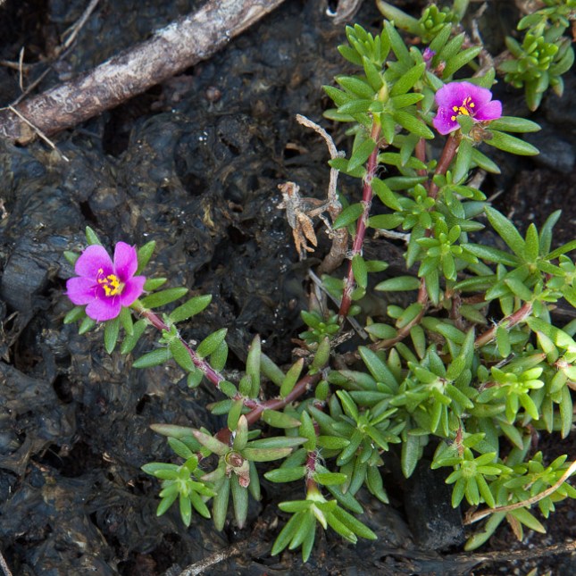 Portulaca pilosa 4