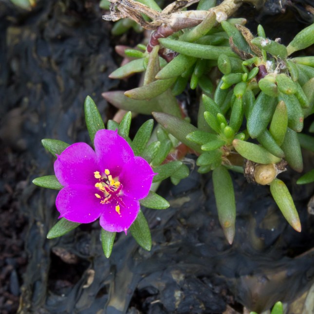 Portulaca pilosa 6