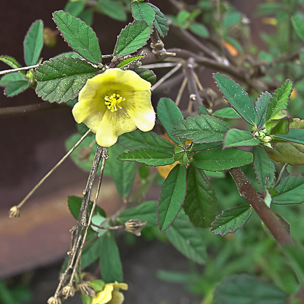 Sida rhombifolia 1