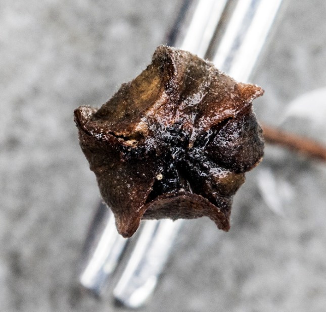 Sida rhombifolia fruit wrapped in sepals