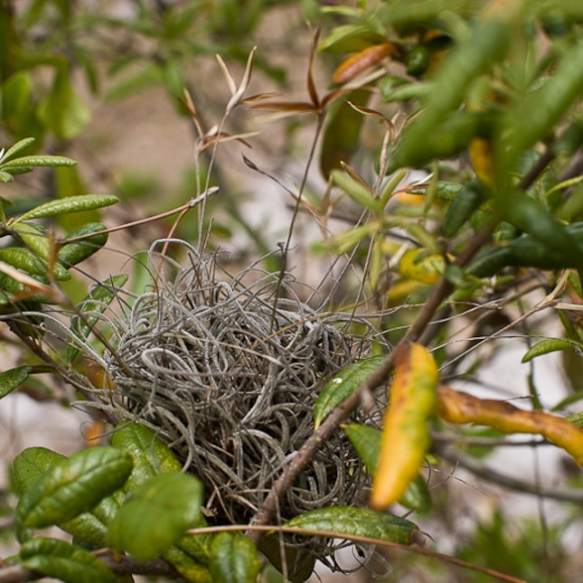 Tillandsia recurvata 2