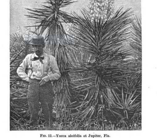 yucca