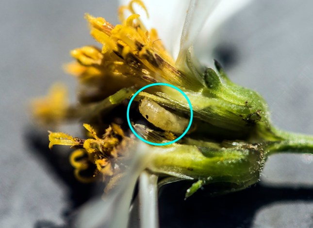 Bidens alba with larva circled