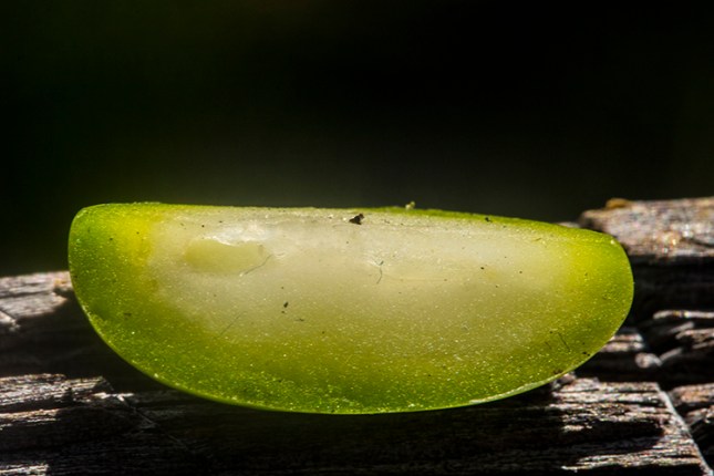 Hymencallis palmeri cut seed with embryo