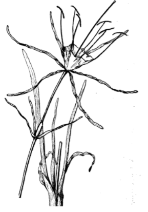 Hymenocallis etching