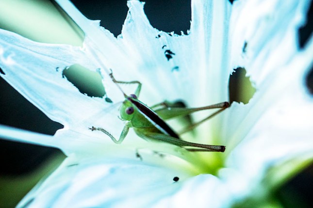 Hymenocallis grasshopper lighter