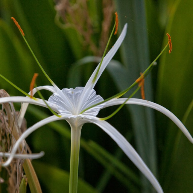 Hymenocallis latifolia 3