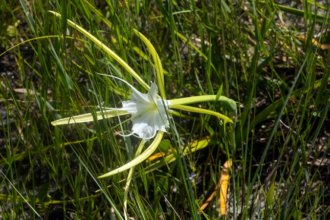 Hymenocallis palmeri at Botanica July