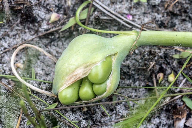 Hymenocallis seeds