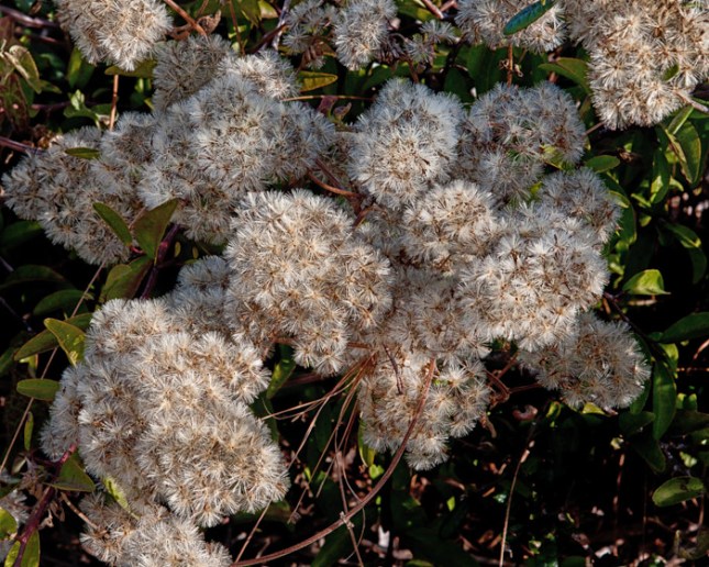 Mikania cordifolia 2