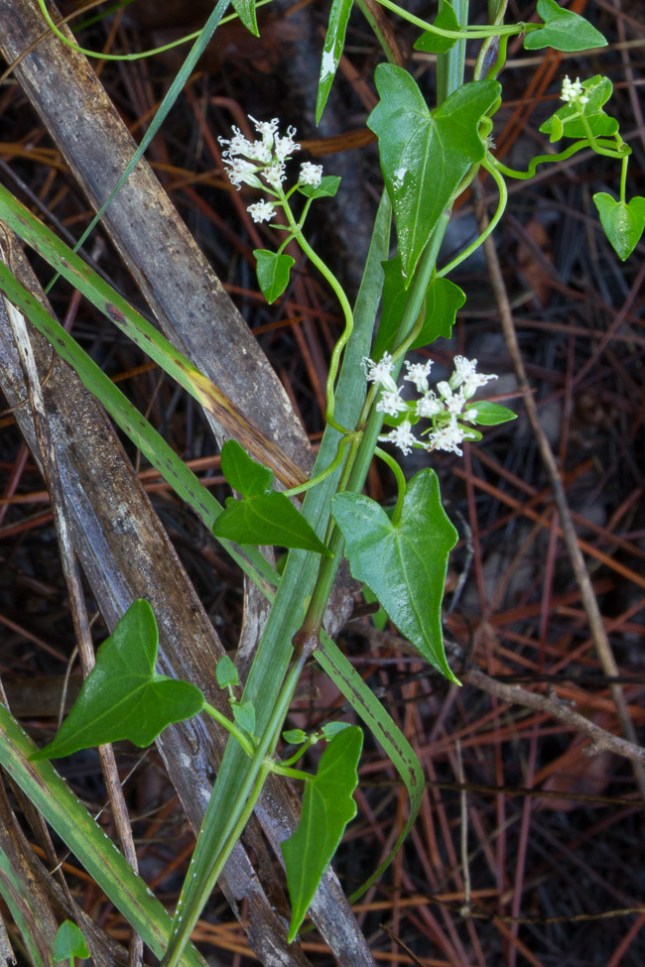 Mikania scandens 4