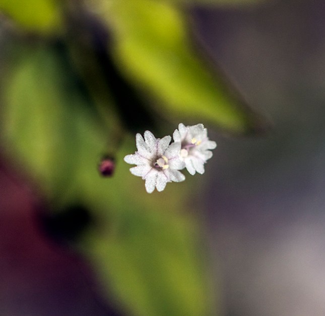 Boerhavia close