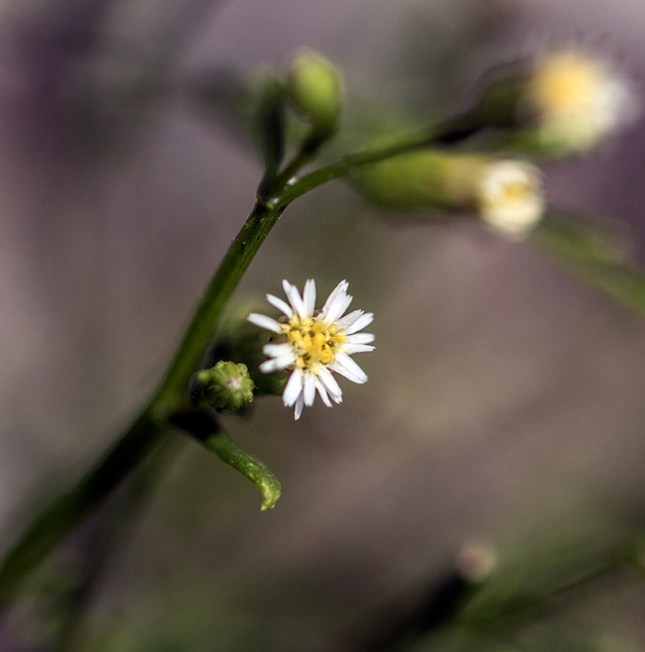 conyza canadensis close