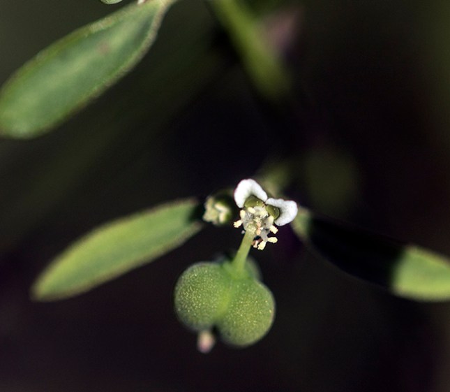 Euphorbia graminea close