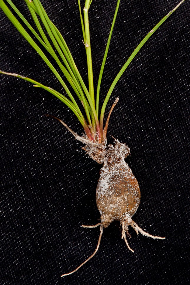 Liatris gracilis 5