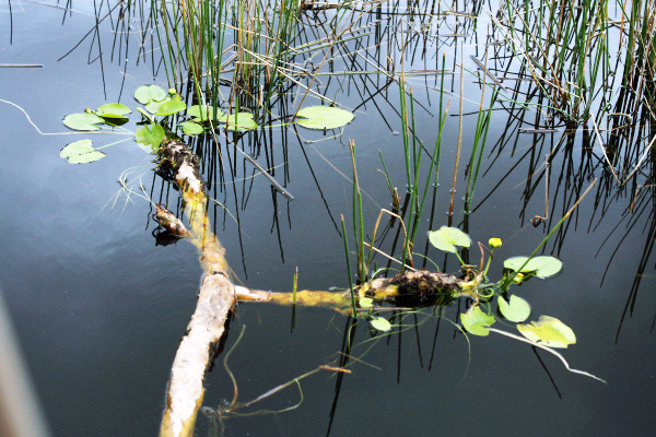 nuphar rhizome2