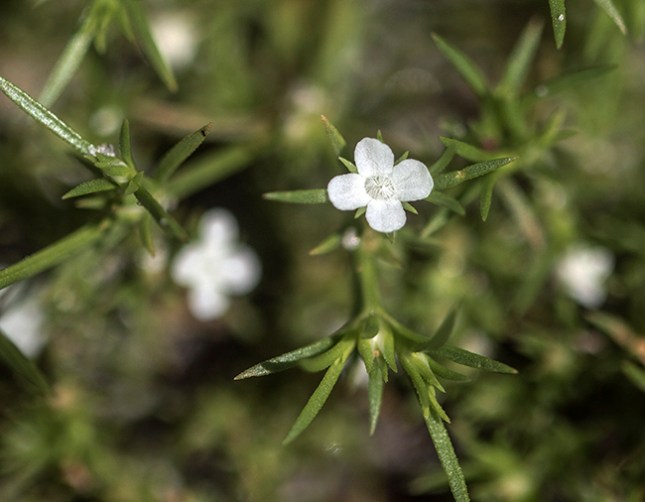 Polypremum close flower