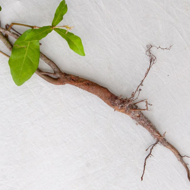 Quercus tuber 1