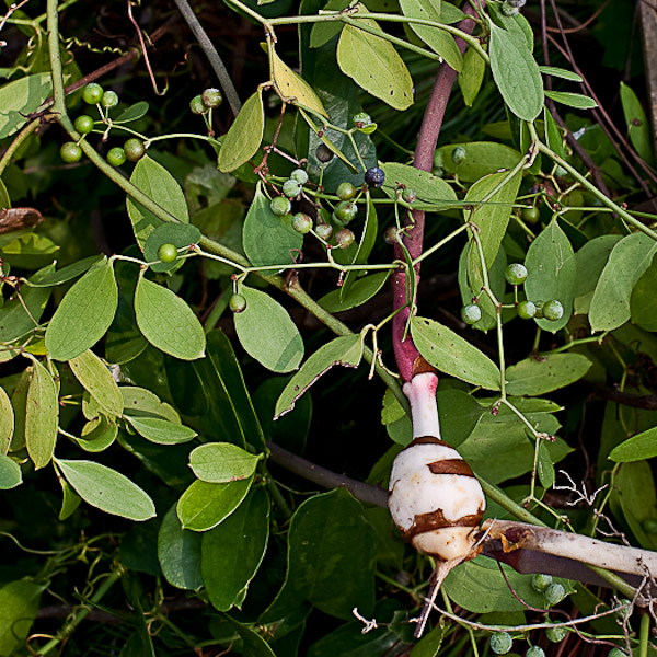 Smilax auriculata 2