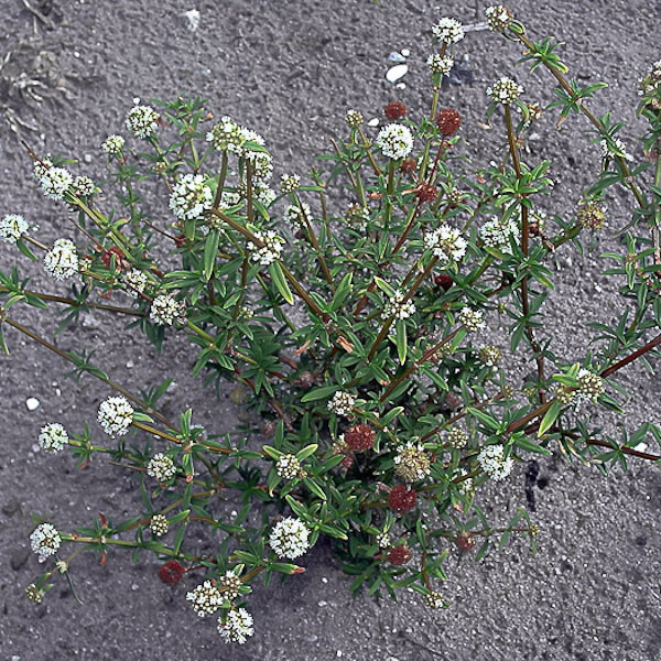 Spermacoce verticillata 1