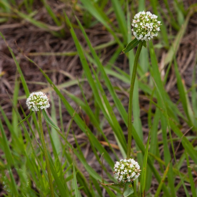 Spermacoce verticillata 2