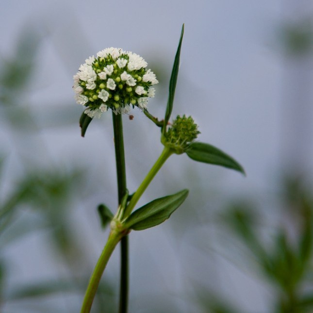 Spermacoce verticillata 4
