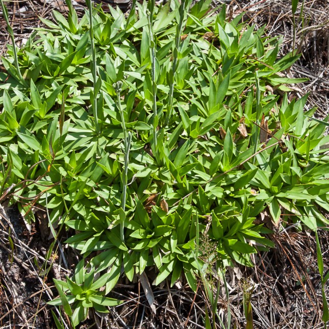 Carphephorus carnosus 8