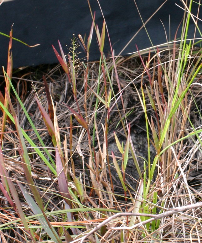 D. acuminatum - specimen 4