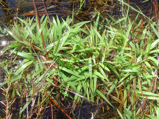 D. strigosum