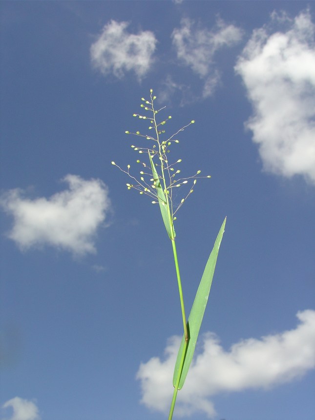 DichantheliumerectifoliumJWTOct.[1]