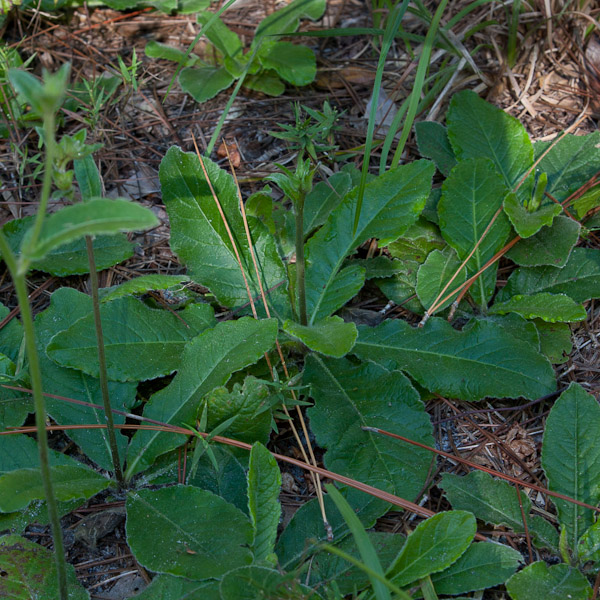 Elephantopus elatus 2
