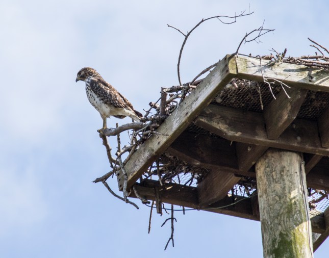 Hawk