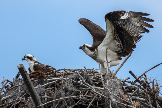 Osprey 8