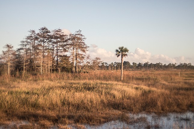 pine glade sundown