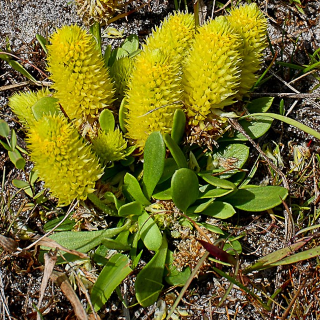 Polygala nana 1