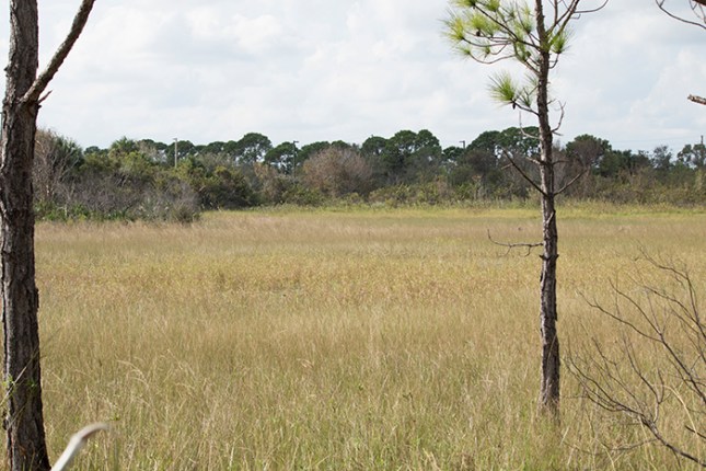 prairie